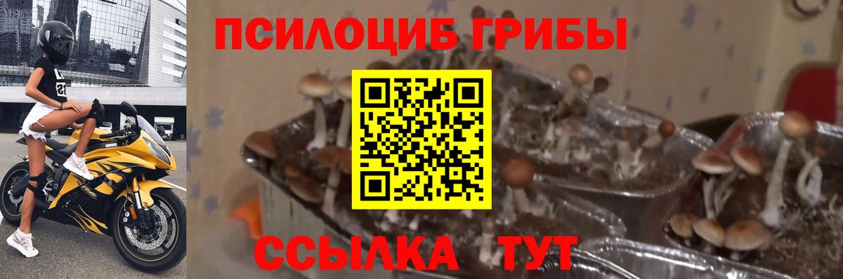 Псилоцибиновые грибы Cubensis Буйнакск